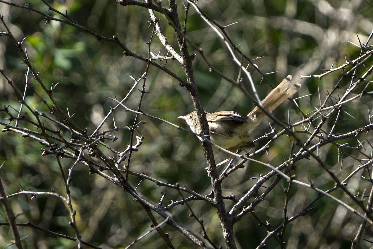 Himalayan Prinia - ML643281958