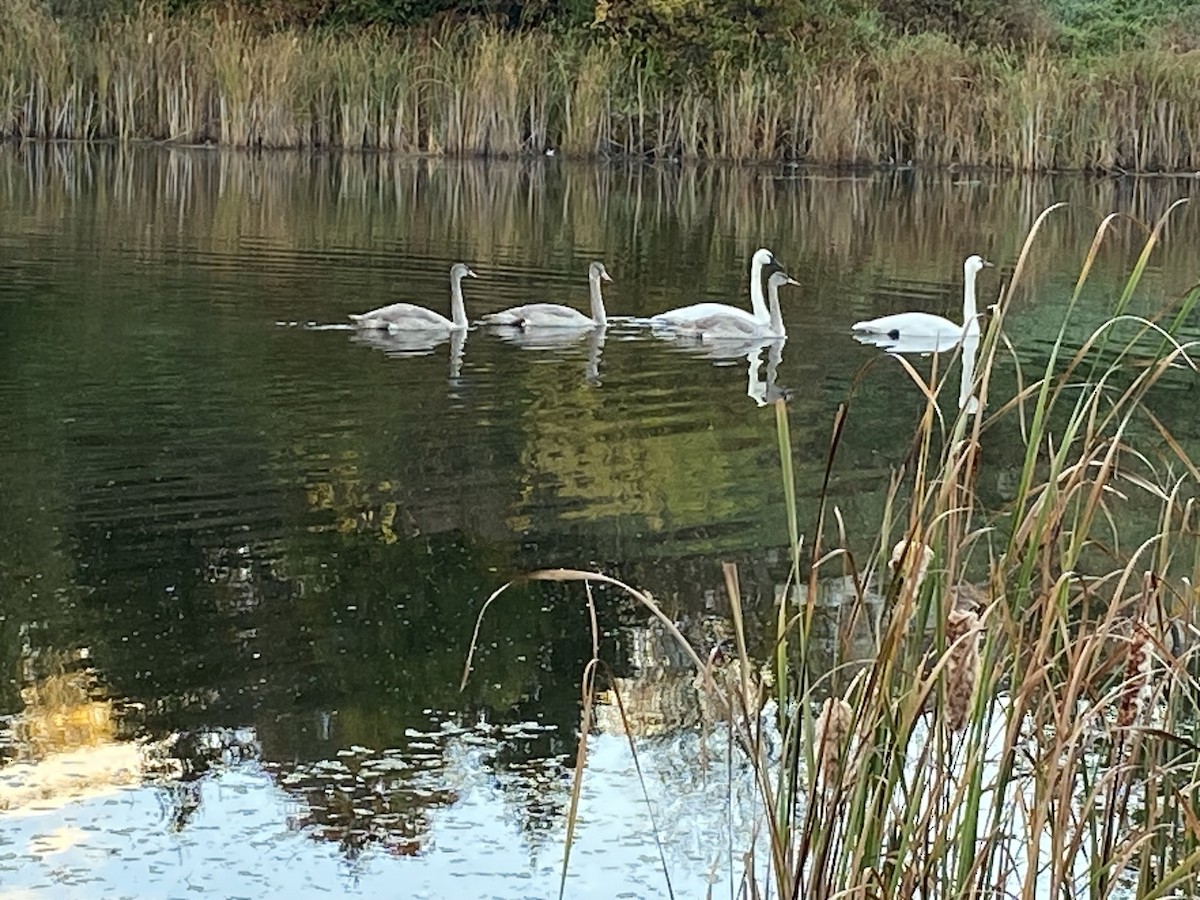 Trumpeter Swan - ML643281970