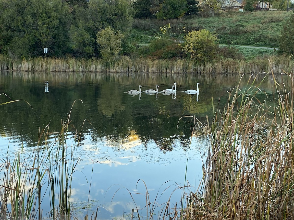 Trumpeter Swan - ML643281971
