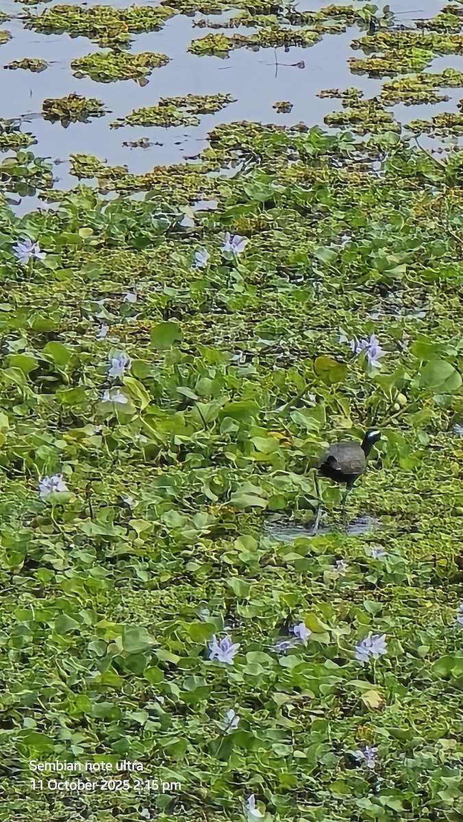 Bronze-winged Jacana - ML643281972