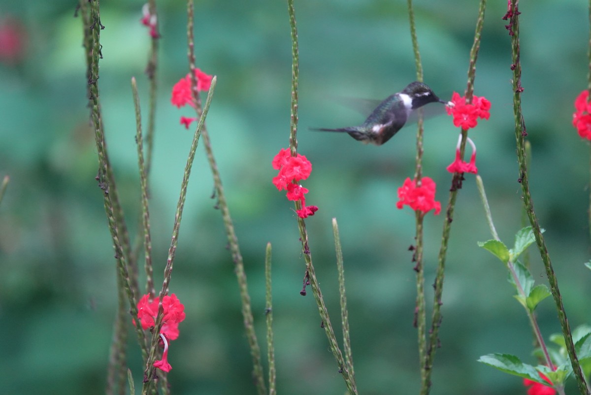 Purple-throated Woodstar - ML643281989