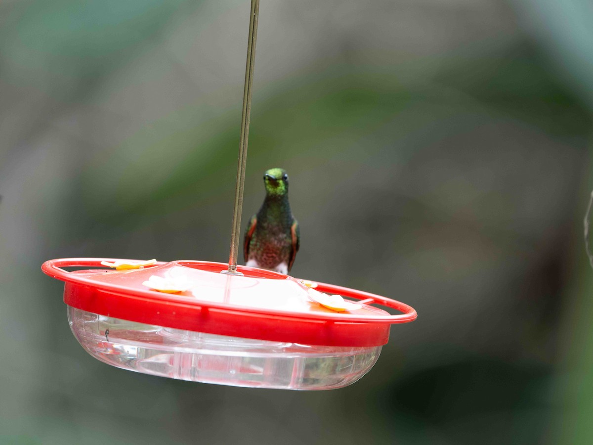 Buff-tailed Coronet - ML643281995
