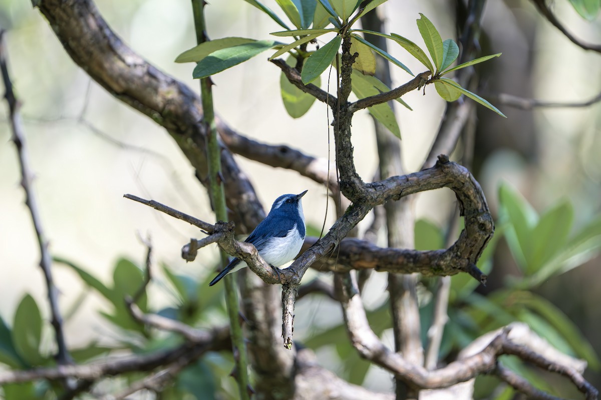 Ultramarine Flycatcher - ML643282007