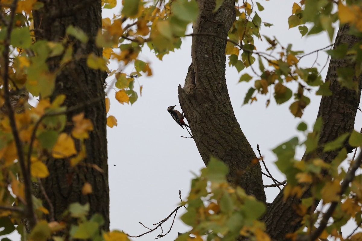 Great Spotted Woodpecker - ML643282010