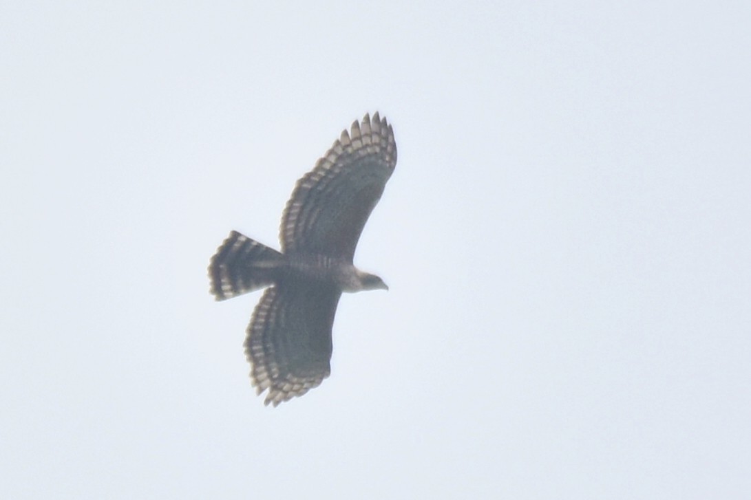 Legge's Hawk-Eagle - ML643282014