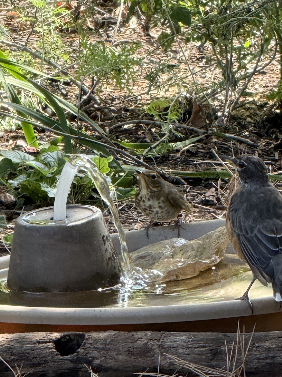 Swainson's Thrush - Wendy King