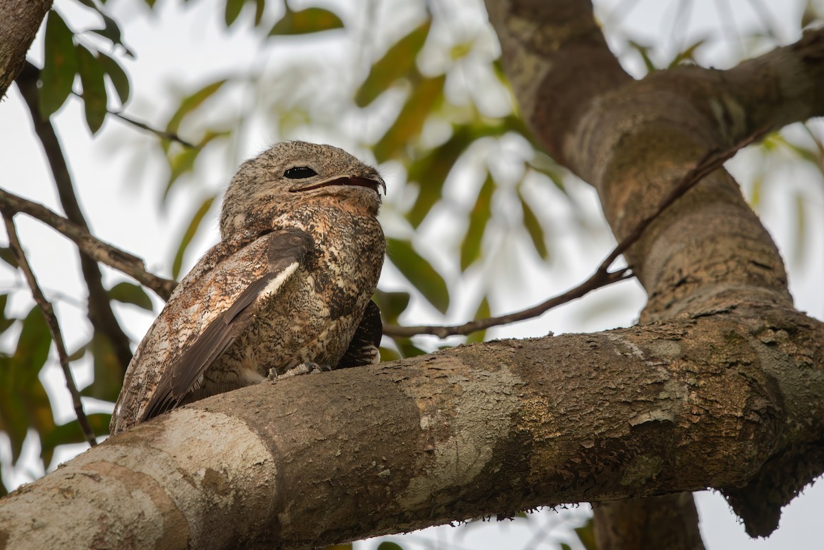 Great Potoo - ML643282019