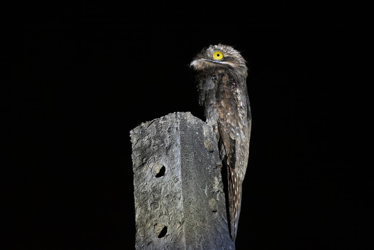 Common Potoo - ML643282041