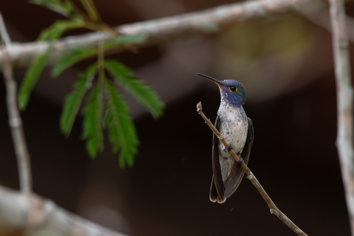Versicolored Emerald (Rondonia) - ML643282048