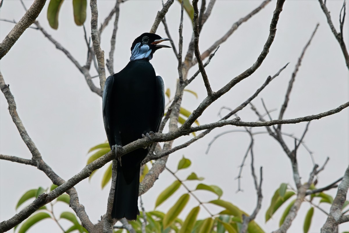 Bare-necked Fruitcrow - ML643282052
