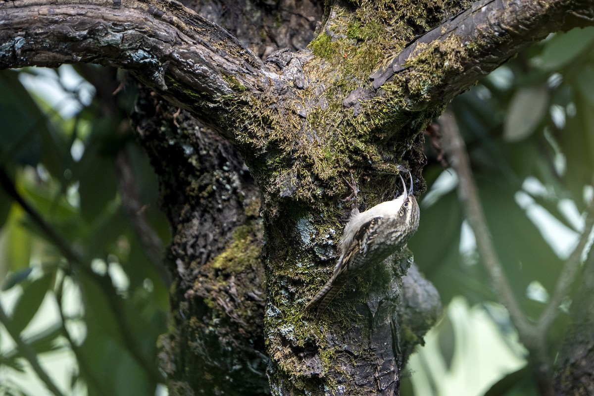 Bar-tailed Treecreeper - ML643282070