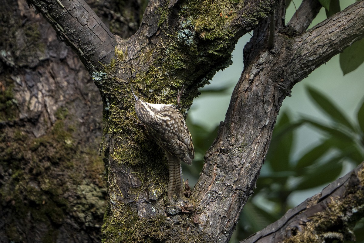 Bar-tailed Treecreeper - ML643282071