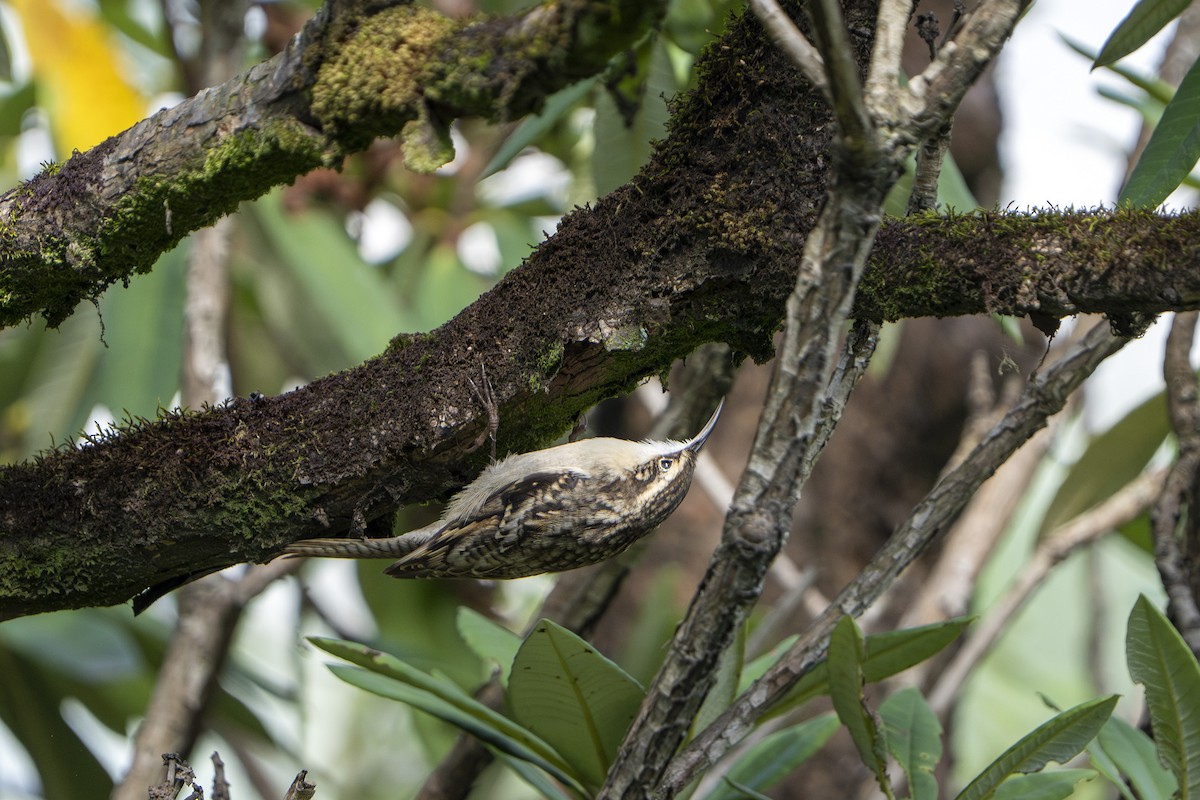 Bar-tailed Treecreeper - ML643282072