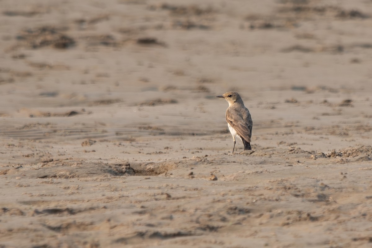 Little Ground-Tyrant - ML643282074