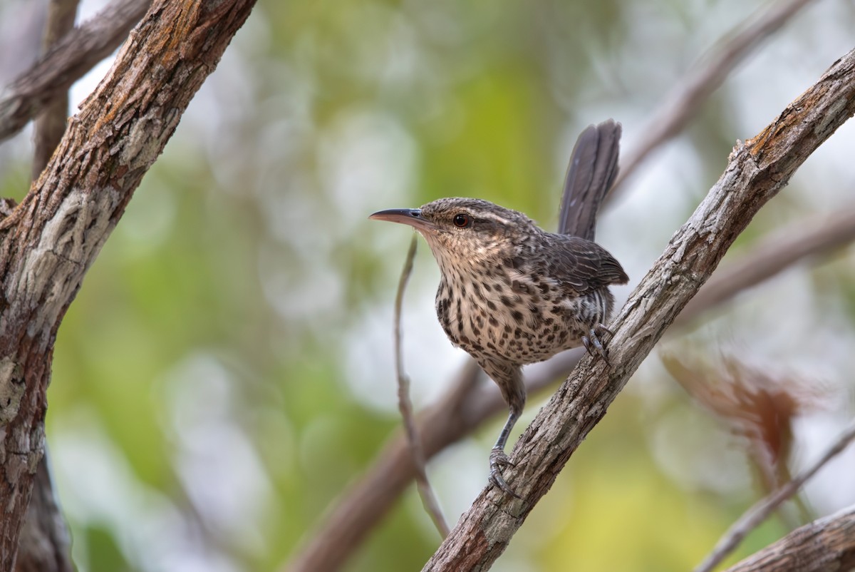 Thrush-like Wren - ML643282090