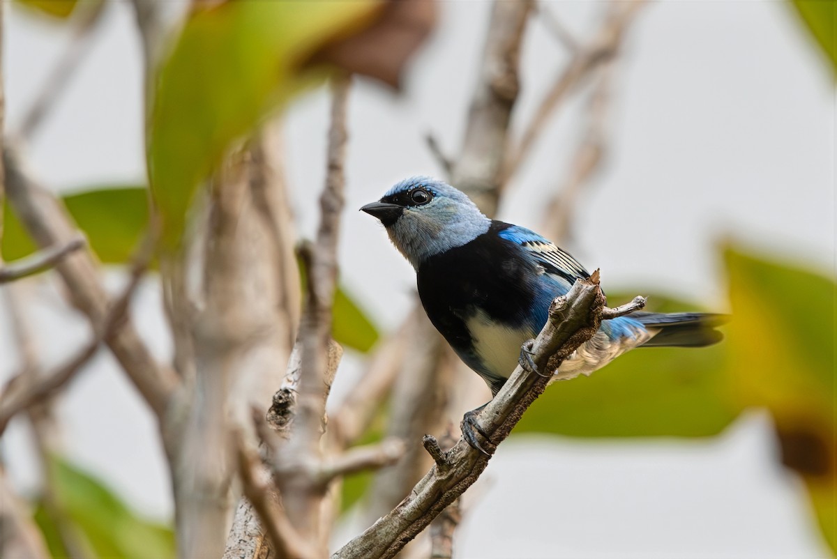 Masked Tanager - ML643282094