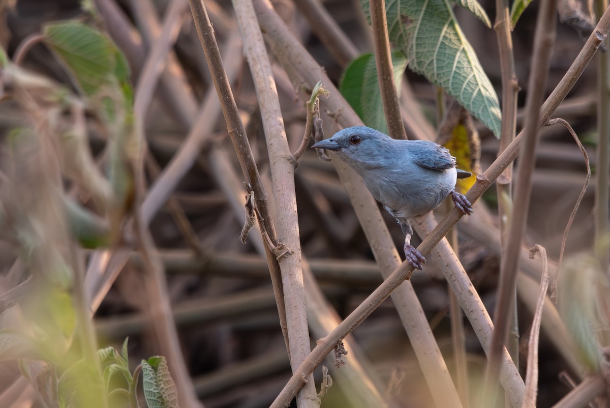 Pearly-breasted Conebill - ML643282104