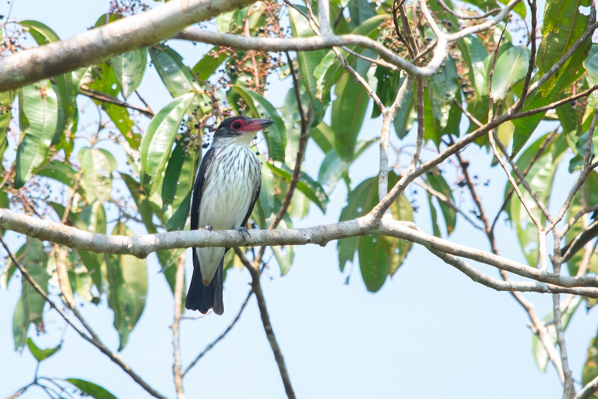Black-tailed Tityra - ML643282111