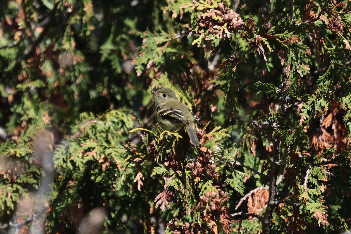 Yellow-bellied Flycatcher - ML643282123