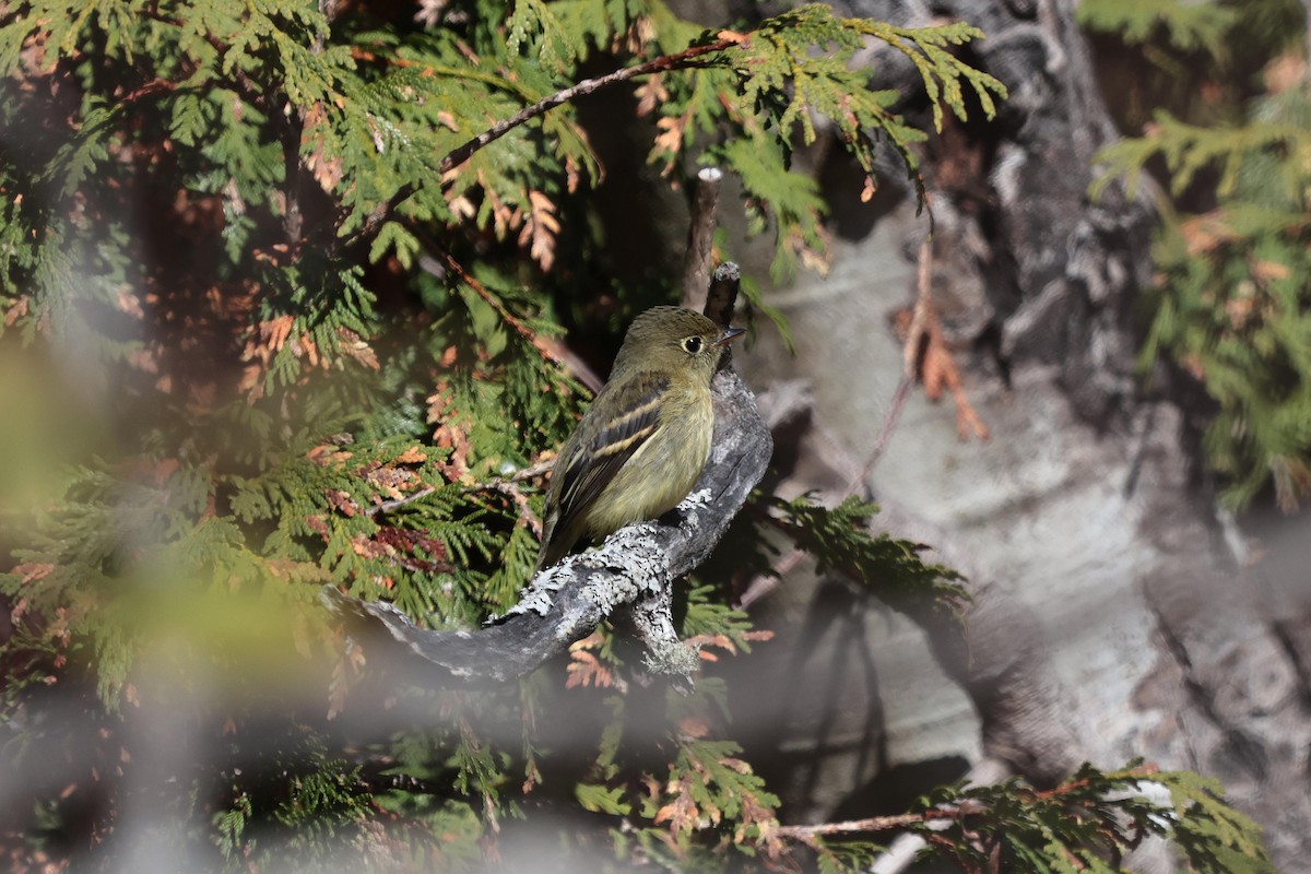 Yellow-bellied Flycatcher - ML643282124