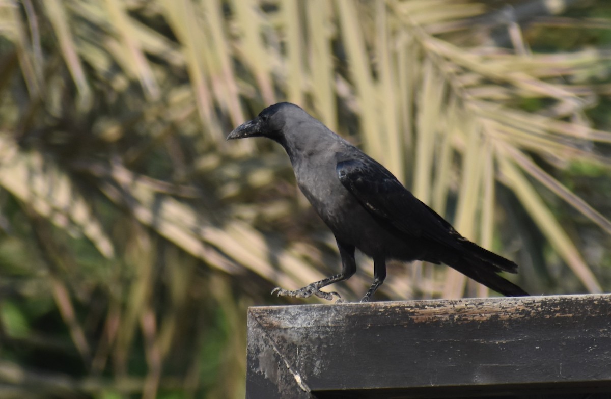 House Crow - ML643282126