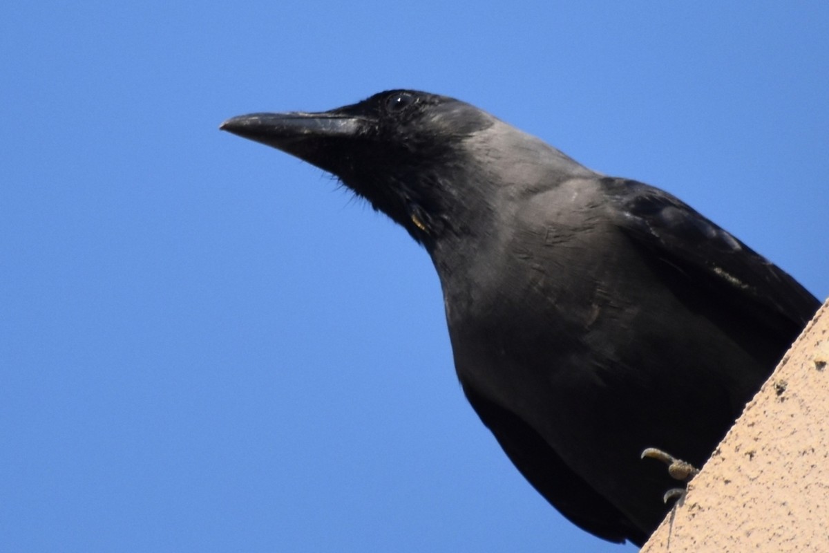 House Crow - ML643282127