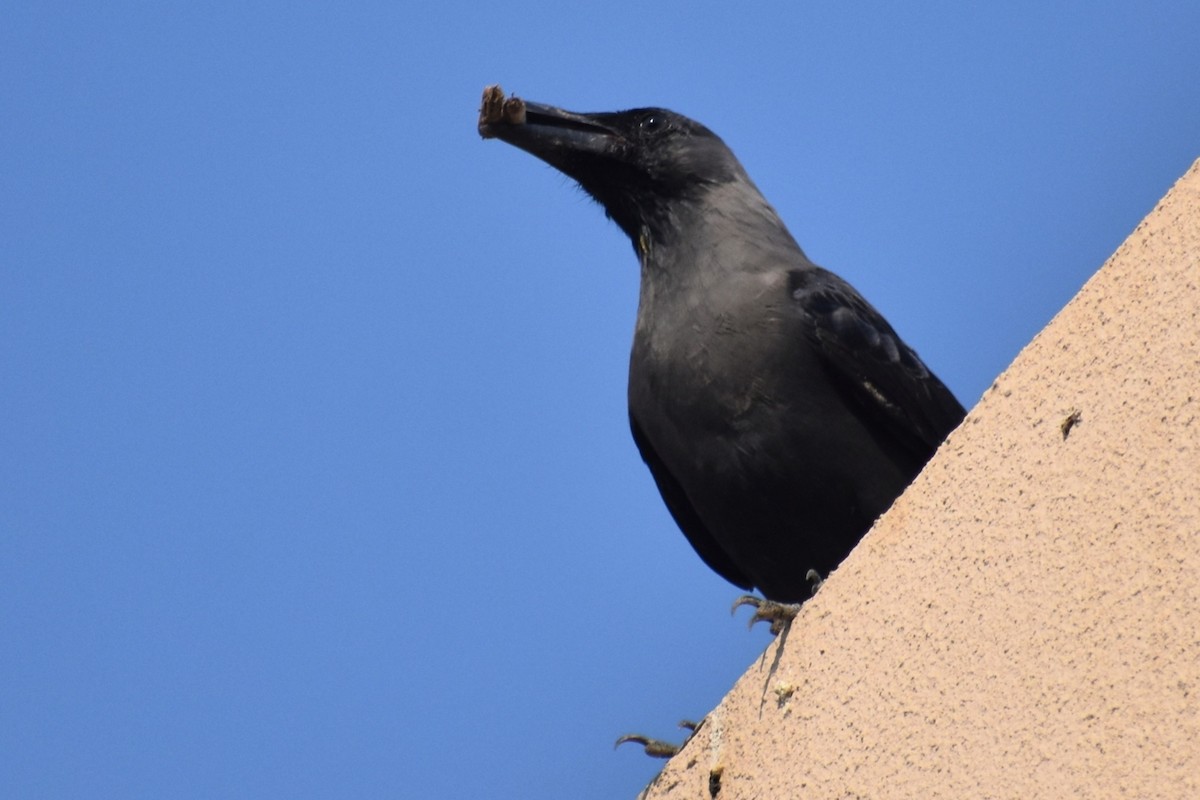 House Crow - ML643282128