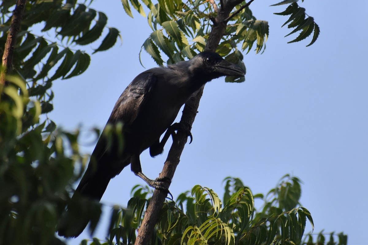 House Crow - ML643282129