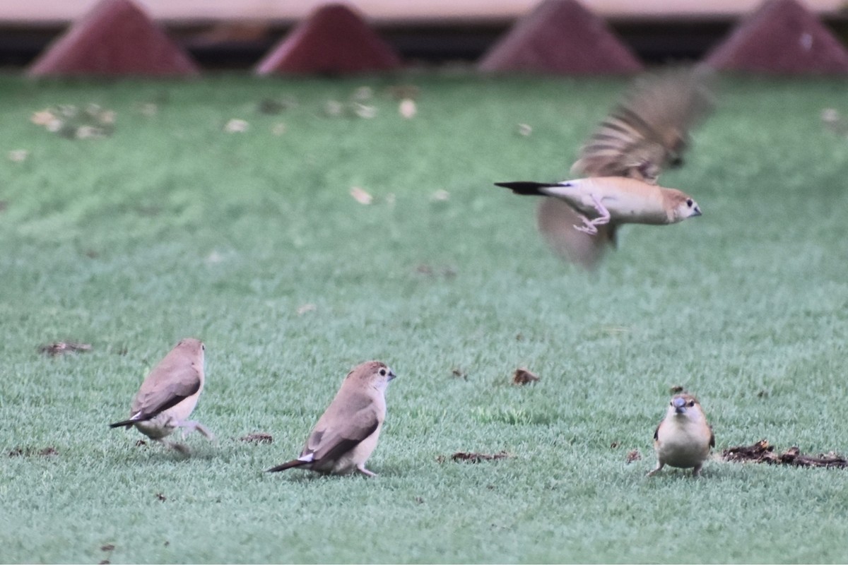 Indian Silverbill - ML643282151