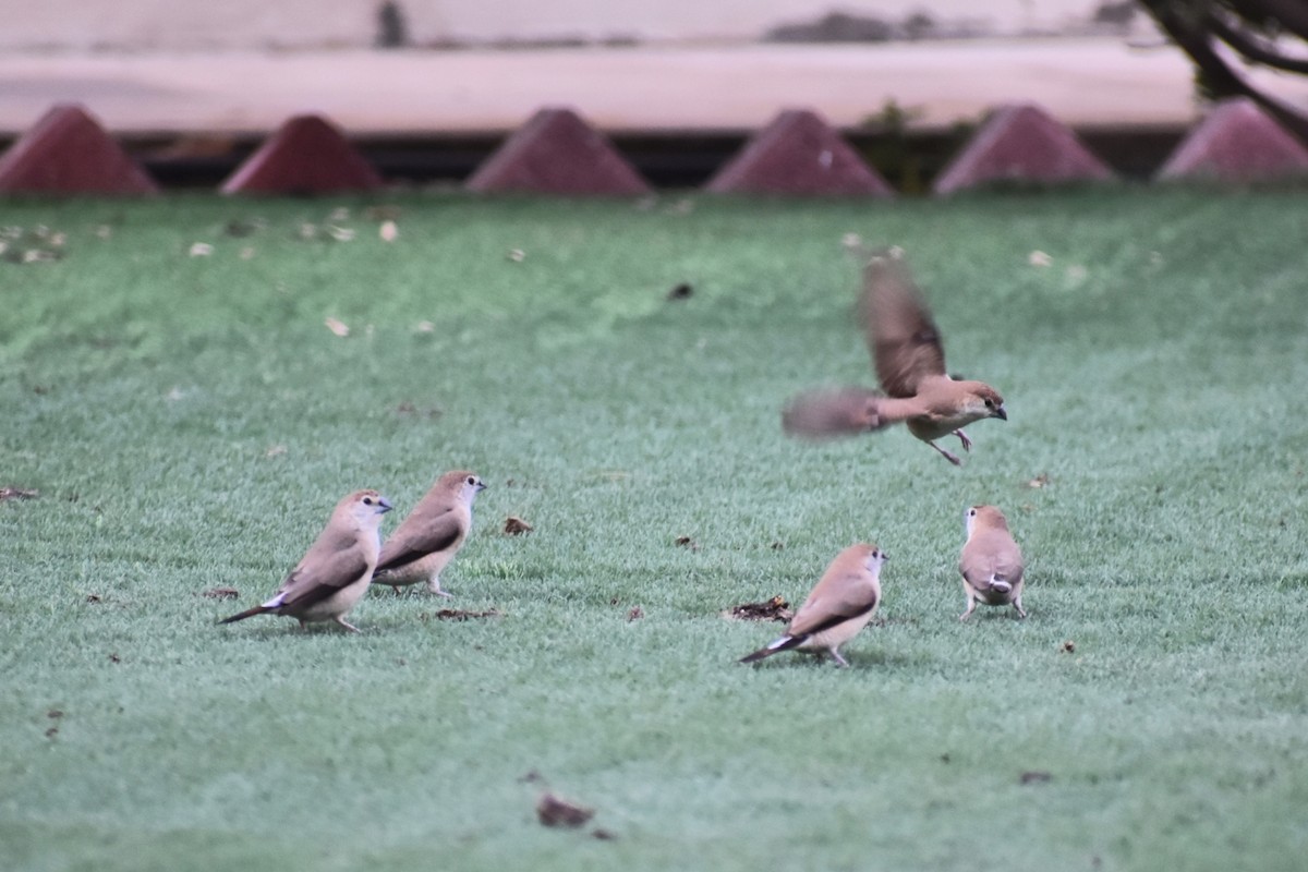 Indian Silverbill - ML643282152