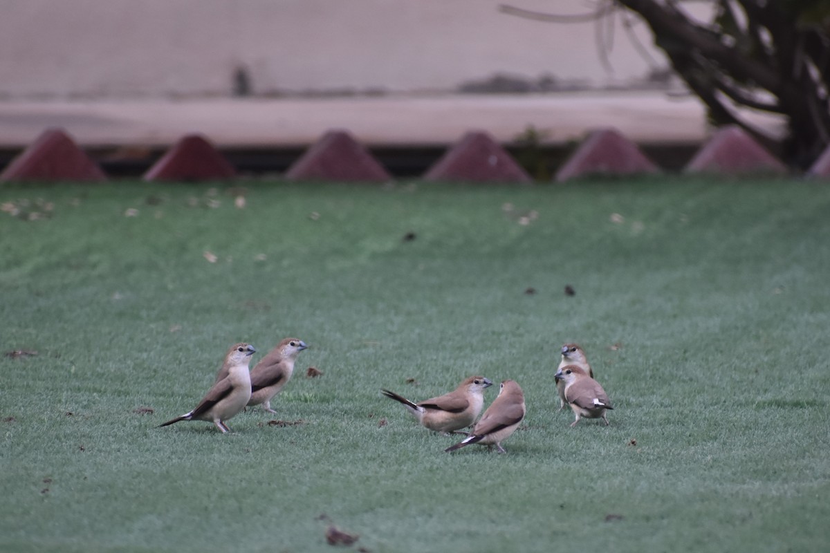 Indian Silverbill - ML643282153
