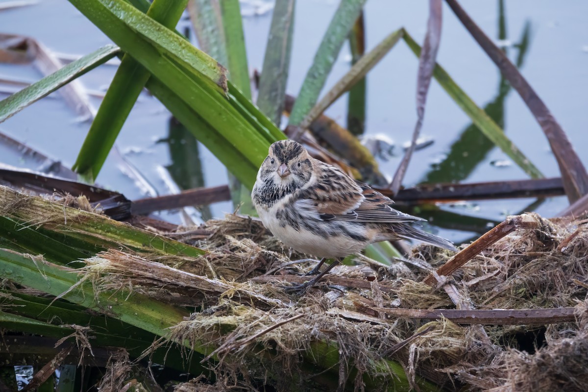 Lapland Longspur - ML643282155