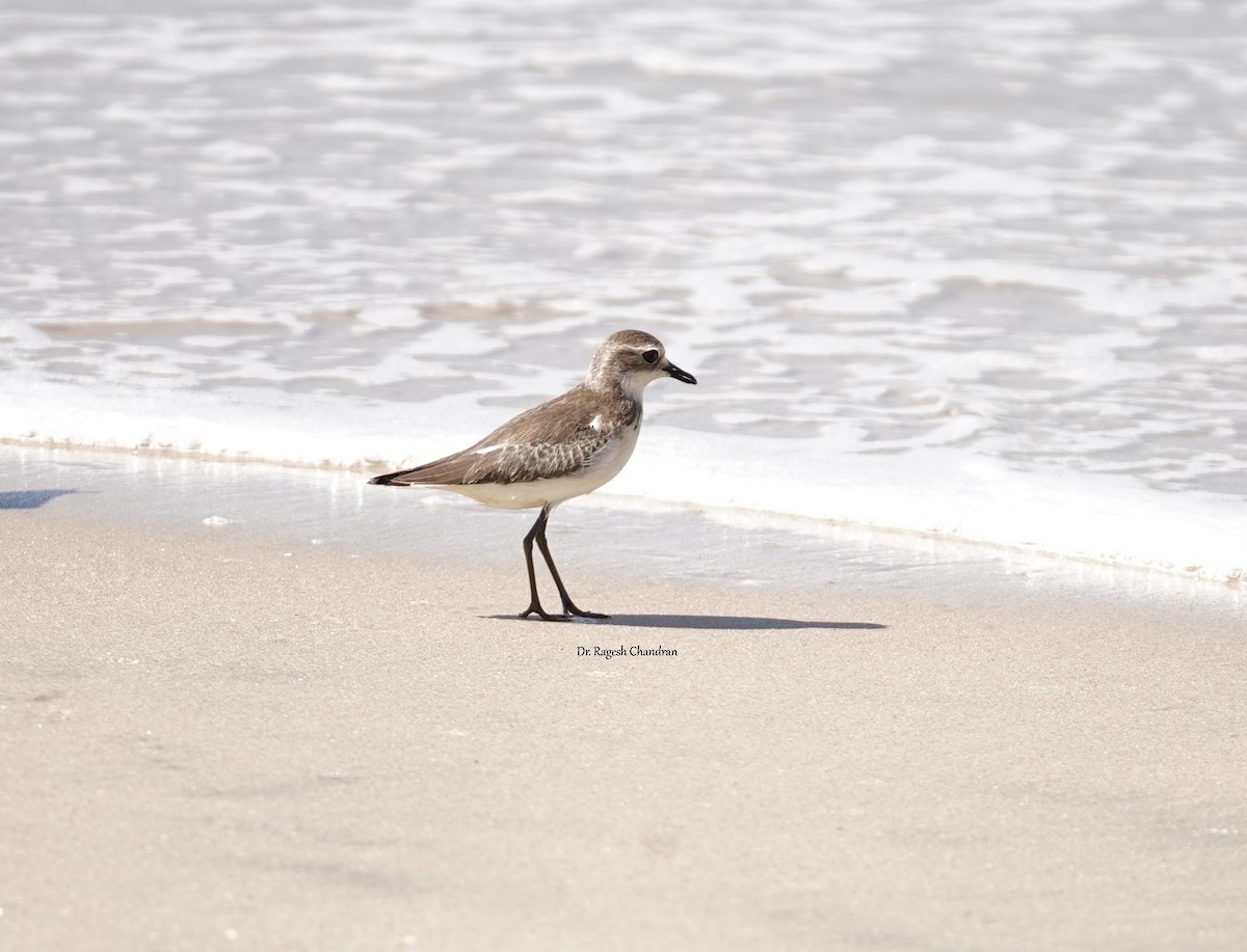Tibetan Sand-Plover - ML643282158