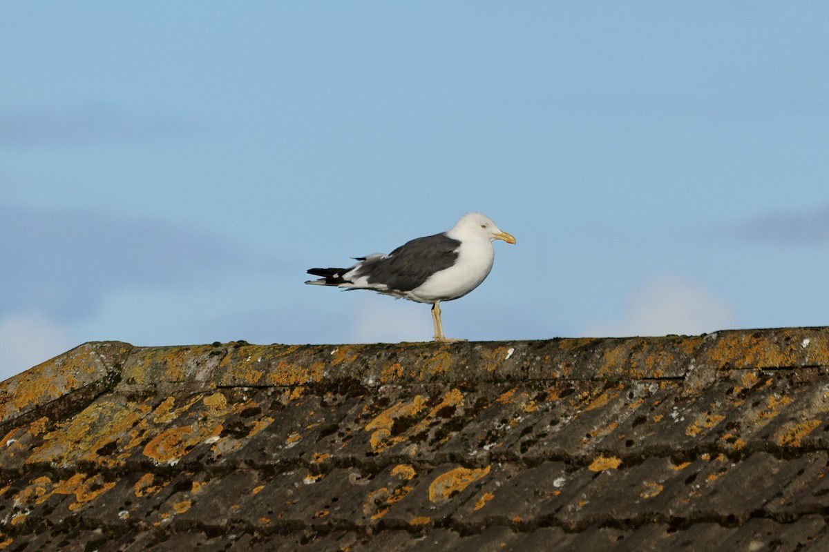 Lesser Black-backed Gull (graellsii) - ML643282162