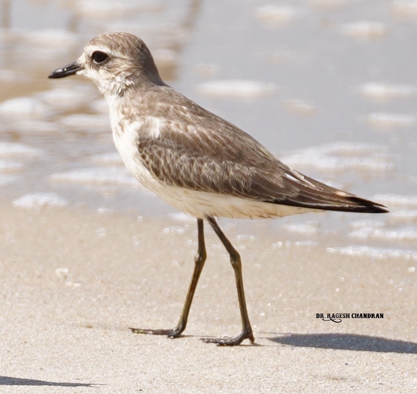 Greater Sand-Plover - ML643282166