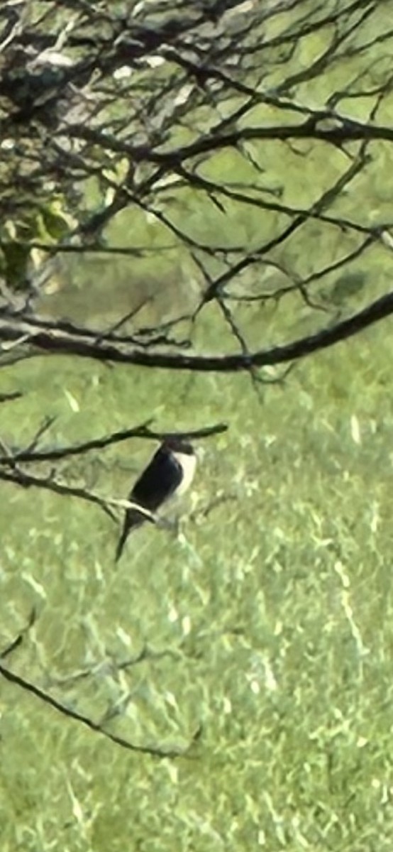 Eastern Phoebe - ML643282169