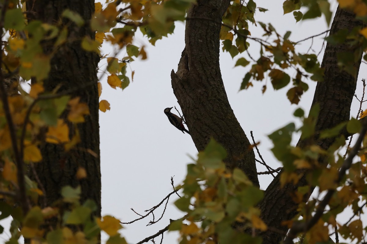 Great Spotted Woodpecker - ML643282175