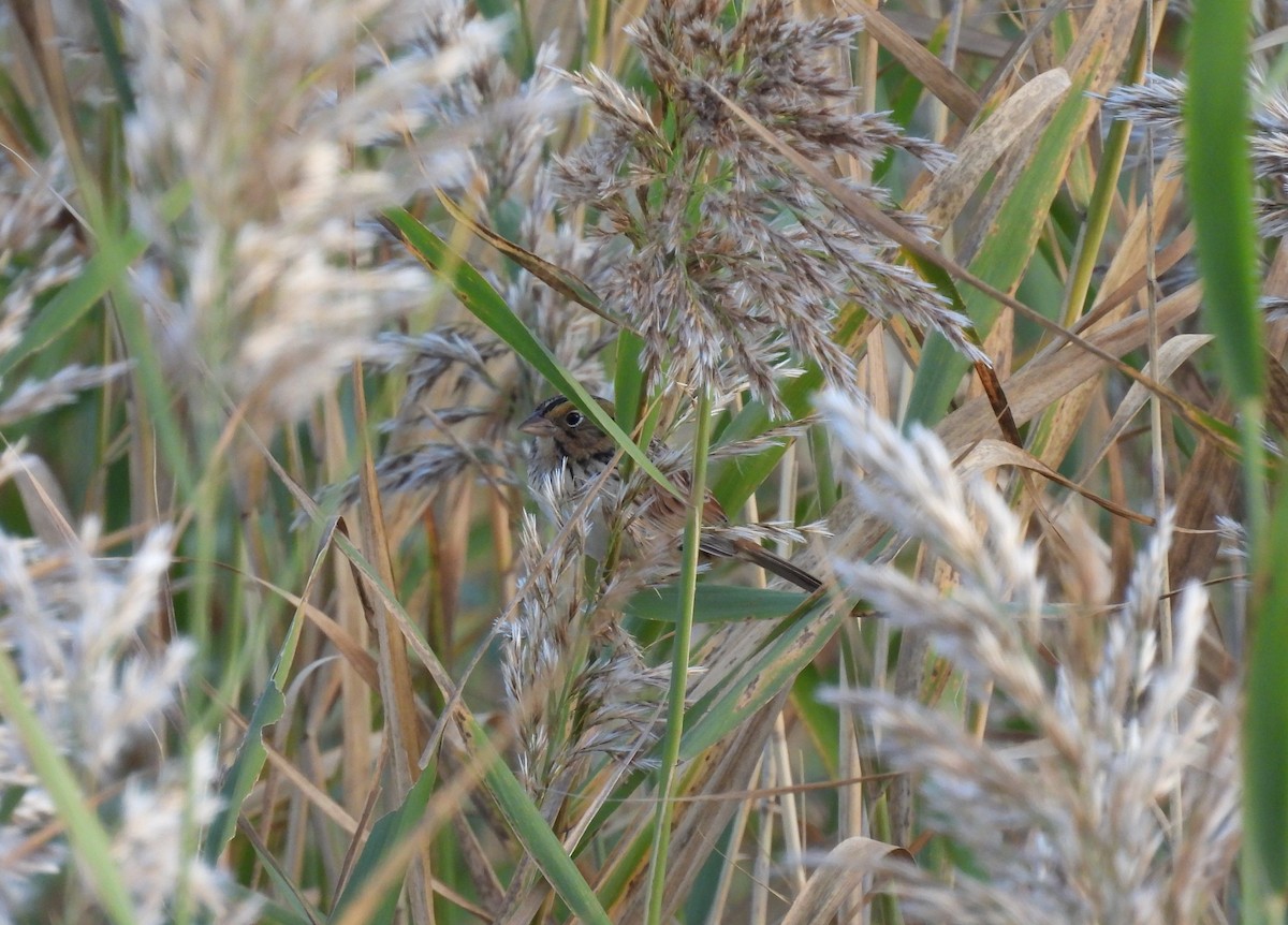 Henslow's Sparrow - ML643282187