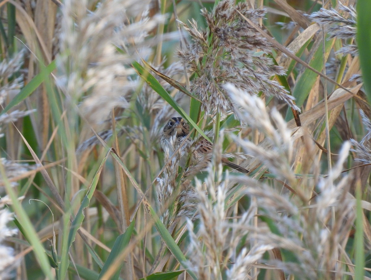 Henslow's Sparrow - ML643282188