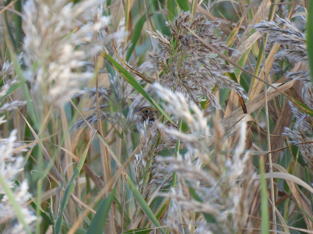 Henslow's Sparrow - ML643282189