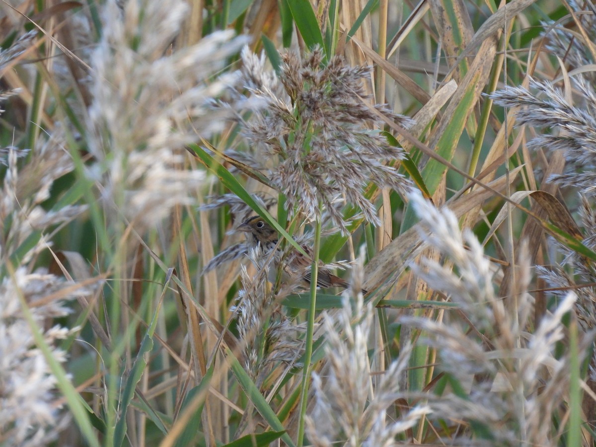 Henslow's Sparrow - ML643282190