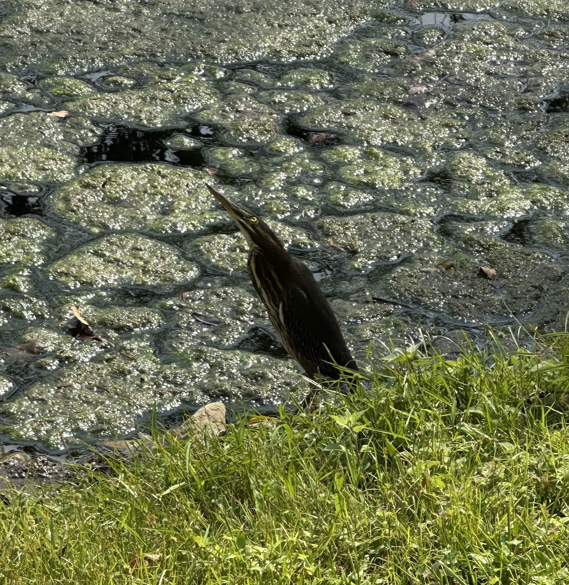 Green Heron - ML643282211