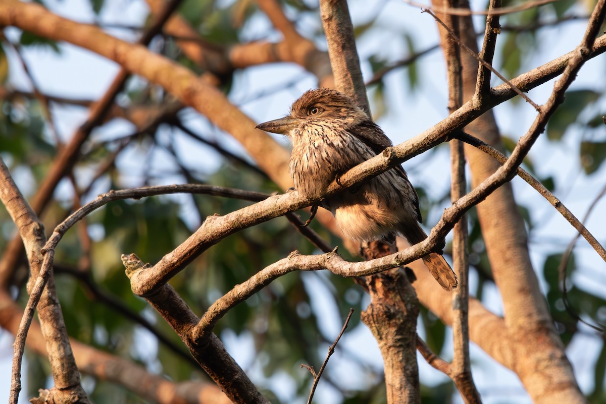 Eastern Striolated-Puffbird - ML643282213