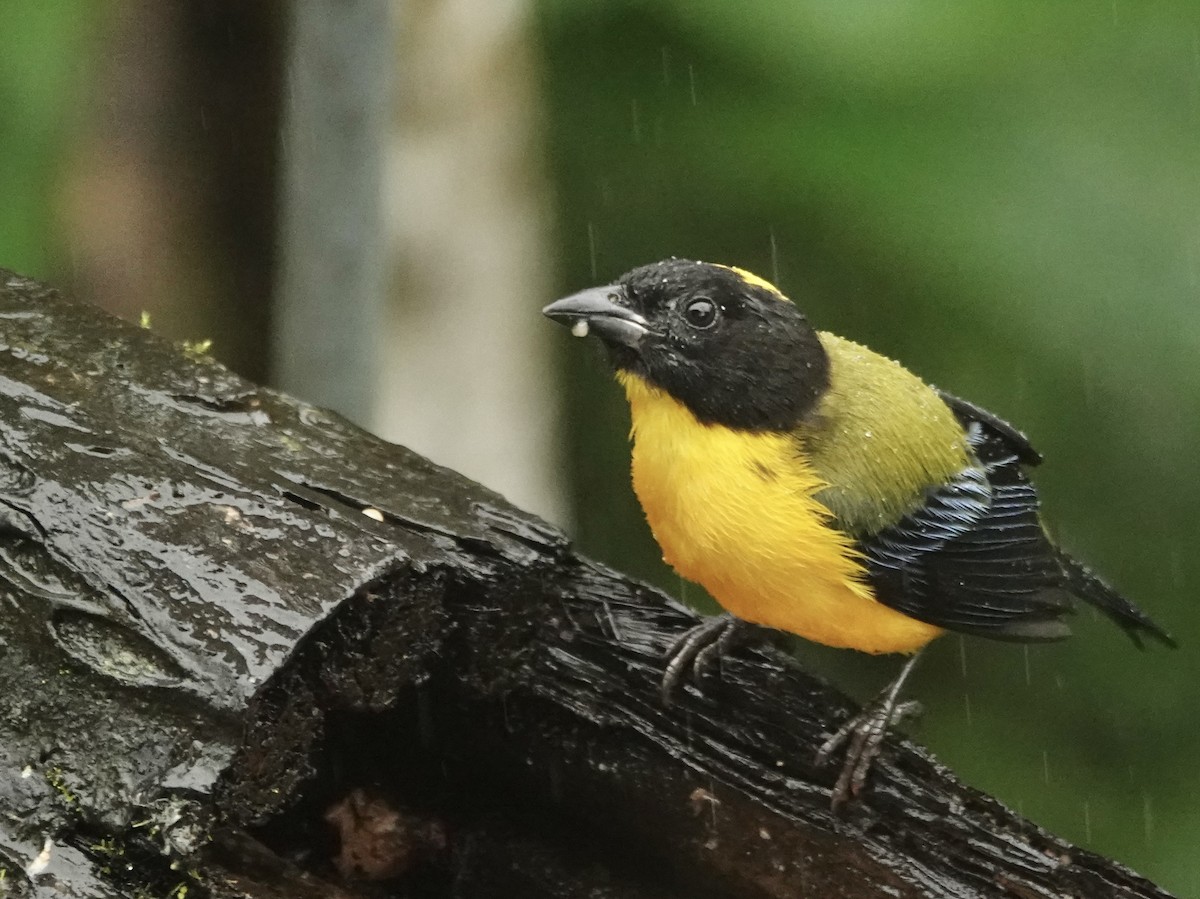 Black-chinned Mountain Tanager - ML643282217