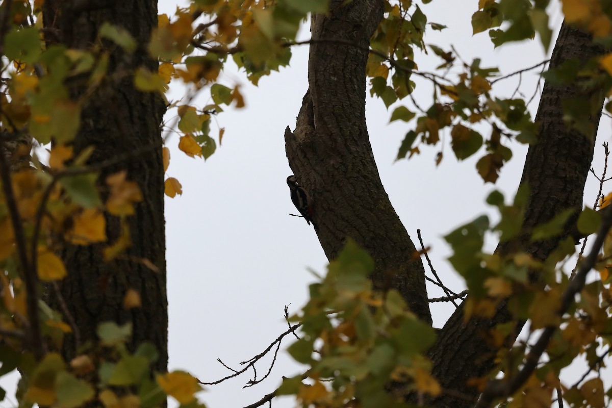 Great Spotted Woodpecker - ML643282234