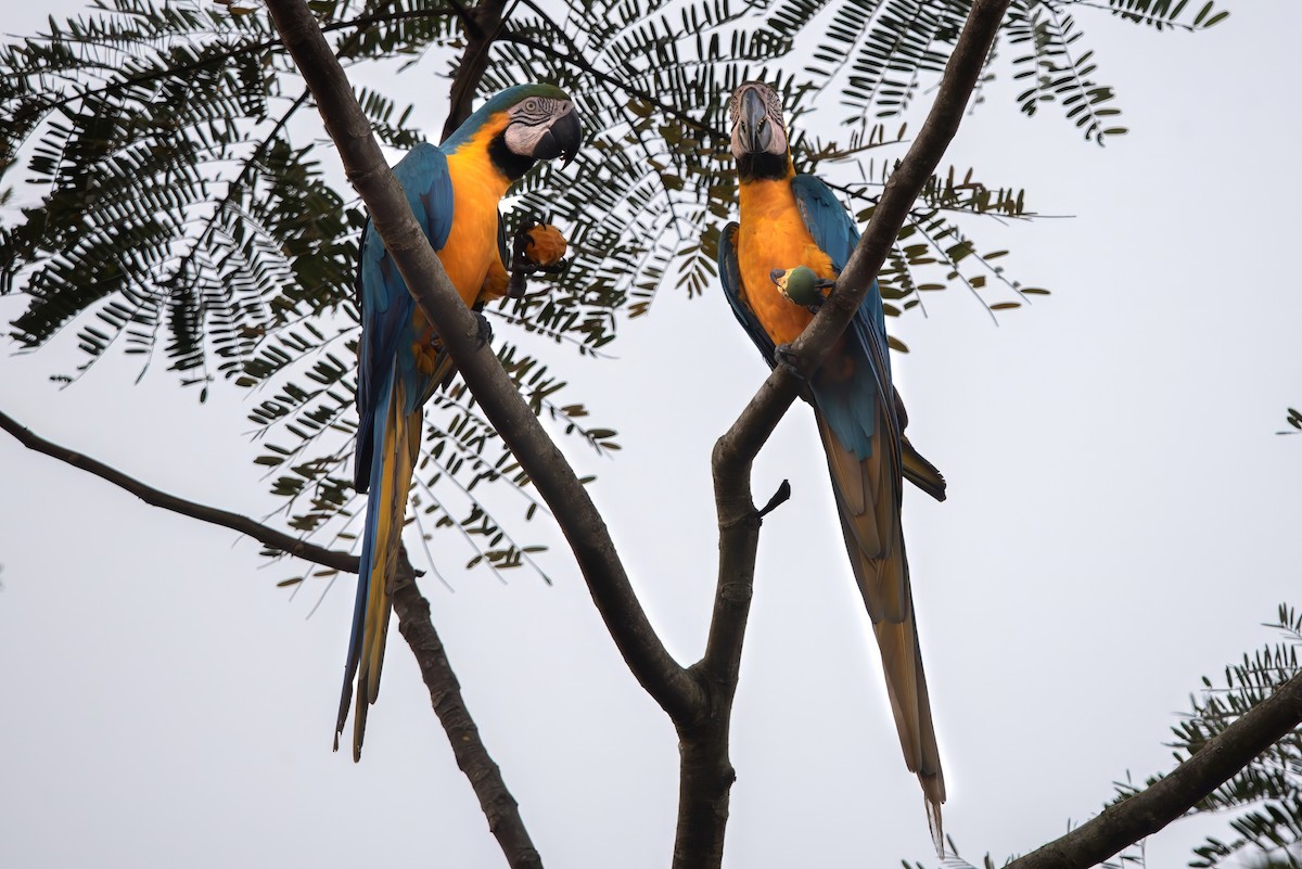 Blue-and-yellow Macaw - ML643282242