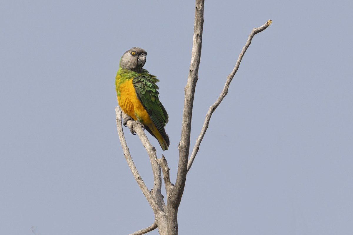 Senegal Papağanı - ML643282253