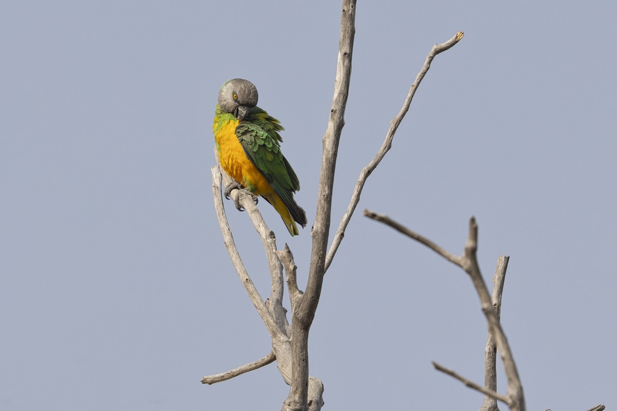 Senegal Papağanı - ML643282254