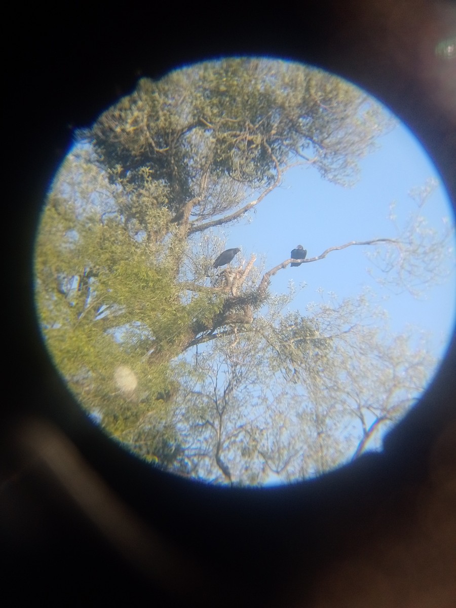 Black Vulture - ML643282255