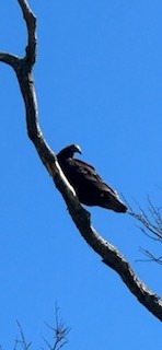 Black Vulture - ML643282257